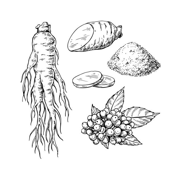 高麗人参のベクトル描画します。医療植物スケッチ。刻まれた植物園 - ginseng leaf berry nature点のイラスト素材／クリップアート素材／マンガ素材／アイコン素材