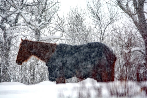 Brown horse walking in the snow