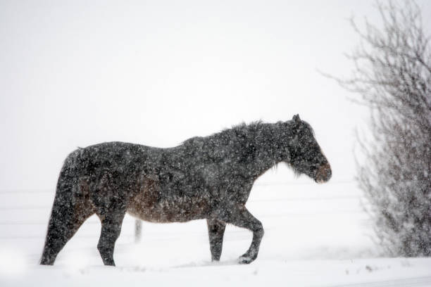 istock Horse in heavy snow fall looking across field 927619788