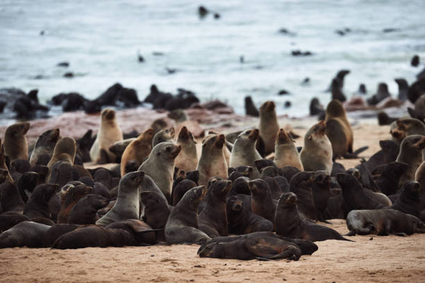 istock Colony of fur seals in Namibia 927619952