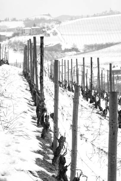 istock Vineyards, winter snowy view. Black and white photo 927626416