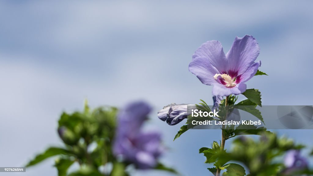 Photo libre de droit de Fleur Violette De Narcisse De Saron Et Ciel Bleu  Hibiscus Syriacus banque d'images et plus d'images libres de droit de  Allergie - iStock