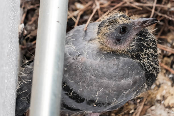 istock baby pigeon bird 927626556