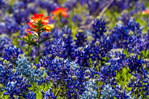 A Zoomed Close-up of a Portion of a Field Full of the Famous Texas Bluebonnet (Lupinus texensis) Wildflowers with a Small Cluster of Bright Orange Indian Paintbrush for Contrast.