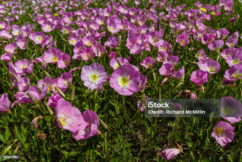 Close-up of Hundreds of Pink Primrose Wildflowers. Close-up of a Meadow Blanketed with Hundreds of Texas Pink Evening or Showy Evening Primrose Wildflowers. (Oenothera speciosa) Agricultural Field Stock Photo