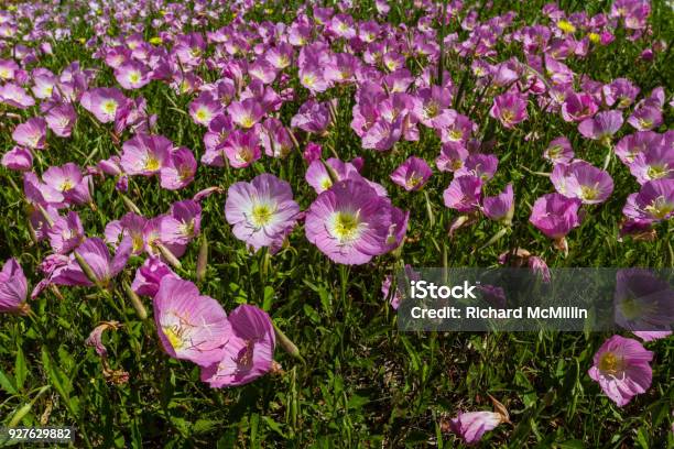 Closeup Of Hundreds Of Pink Primrose Wildflowers Stock Photo - Download Image Now - Agricultural Field, Beauty, Blanket