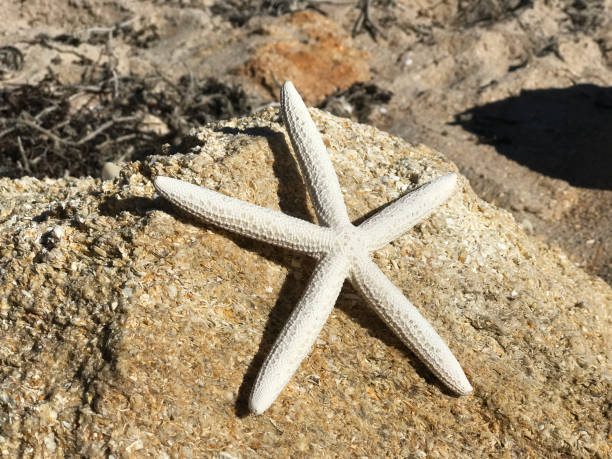 istock White Starfish on Sand Photo image 927629896