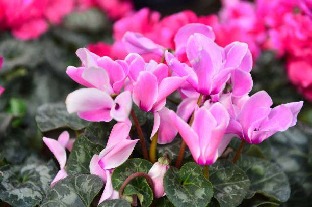 istock Beautiful orchids in greenhouses 927633208