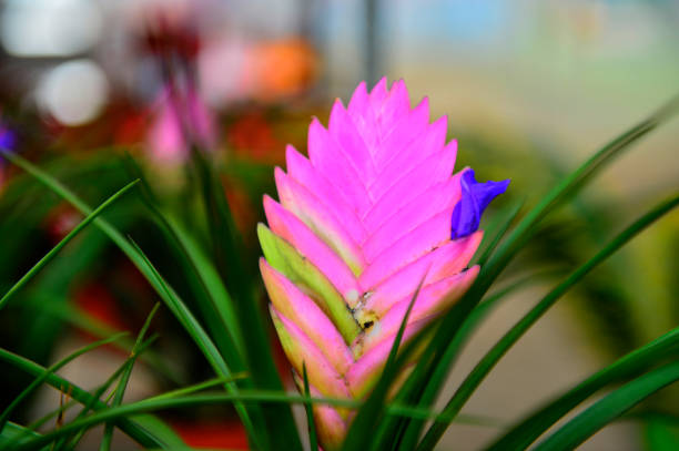 istock Beautiful orchids in greenhouses 927635590