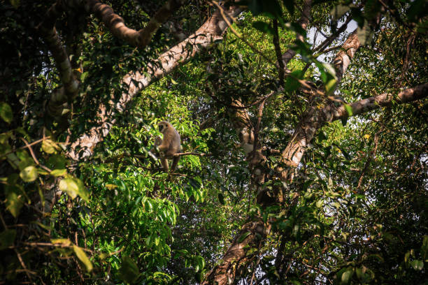 istock Gibbons in the forest , Thailand 927635712