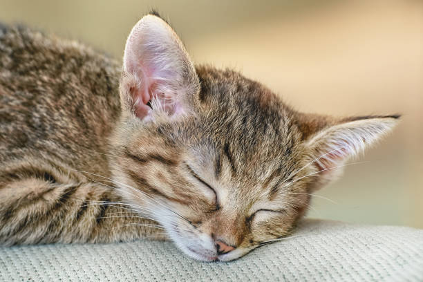 istock Portrait of Sleeping Kitten 927646524