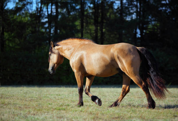 caballo de paso fino en yeguada - draft horse fotografías e imágenes de stock