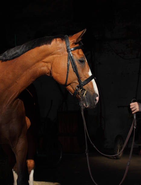 istock Jockey saddle up horse for the equesterian ride 927652942