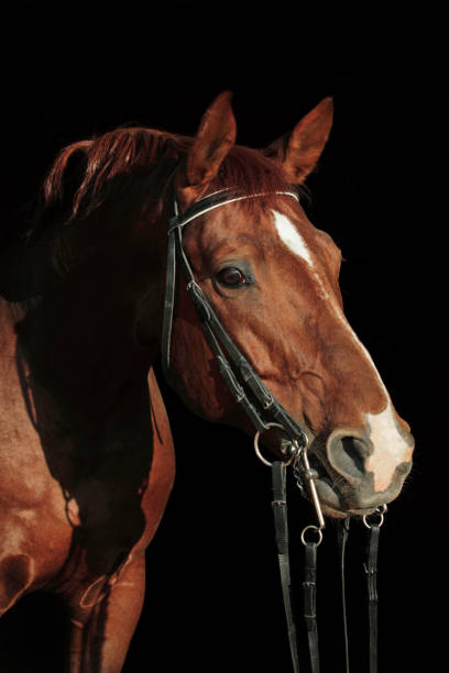 istock Jockey saddle up horse for the equesterian ride 927652946