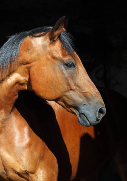 istock Amazing bay horse on dark background 927652954