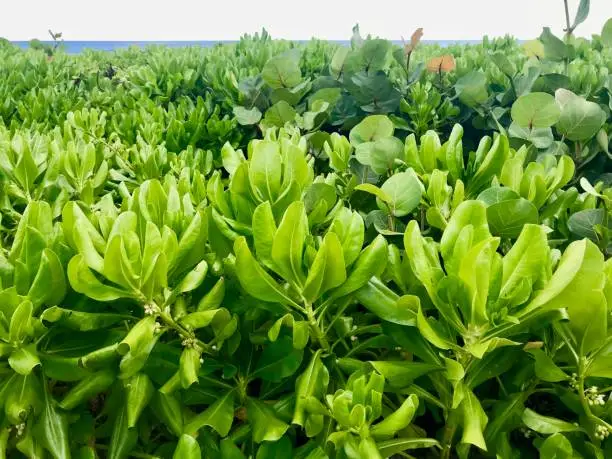 Photo of Lush green Crassulaceae (stonecrop family) plant on the beach of Barbados