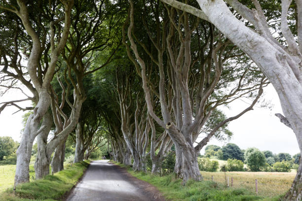 istock Magical forest, Northern Ireland 927656812