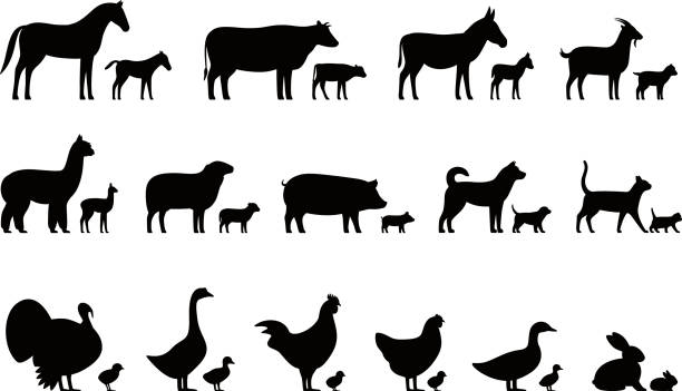 ilustraciones, imágenes clip art, dibujos animados e iconos de stock de ganado, animales de granja y sus hijos, los iconos negro conjunto, vector ilustración - horse sign black vector