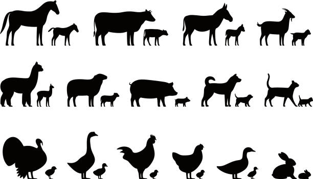 illustrations, cliparts, dessins animés et icônes de bétail, animaux de ferme et leurs enfants, ensemble d’icônes noires, vector illustration - cattle dog