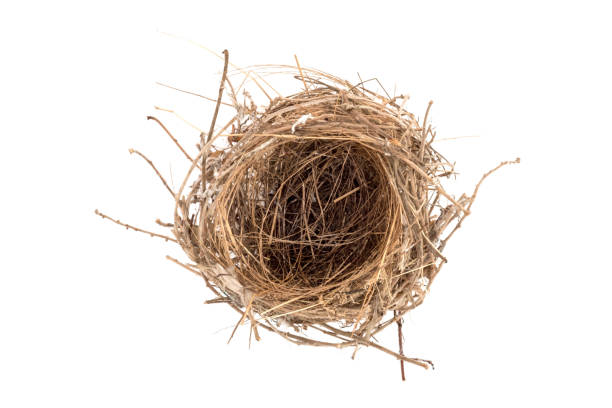 Empty Nest on White Background. stock photo