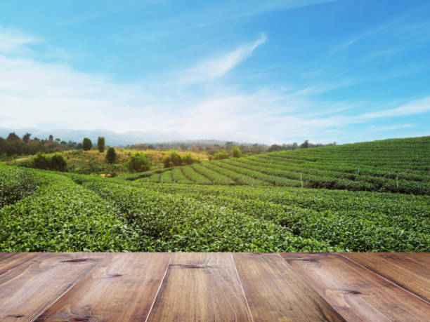 wooden top table over green tea field