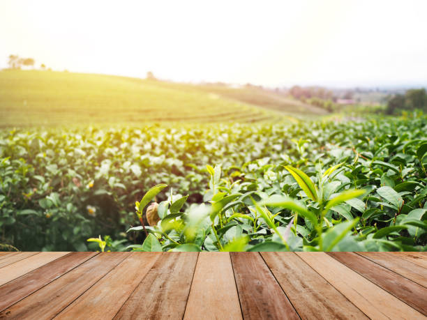 istock wooden top table over green tea field 927670450