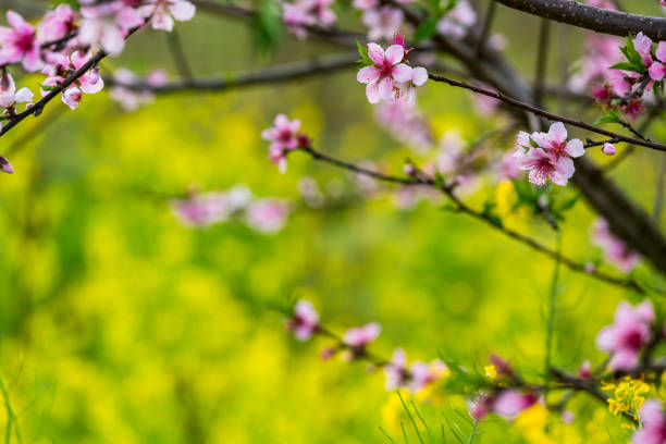 istock Peach blossom flowers in full bloom in the background 927675730