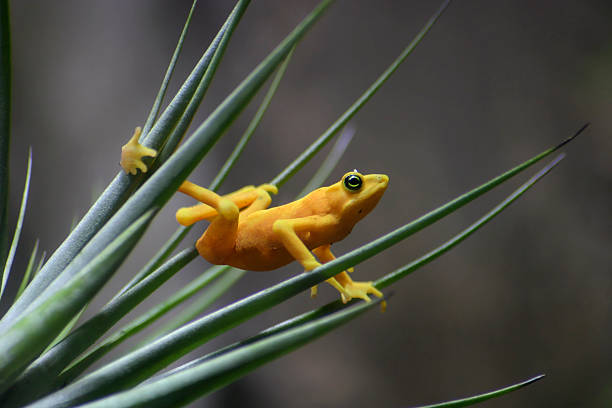 Golden Frog – zdjęcie