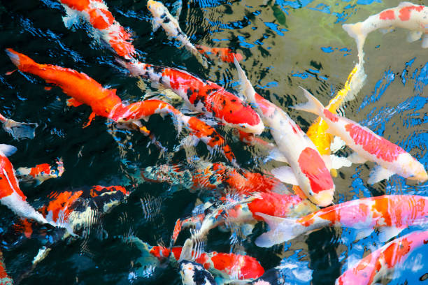 istock crapfish in the pool or Fancy crap in the pond 927681610