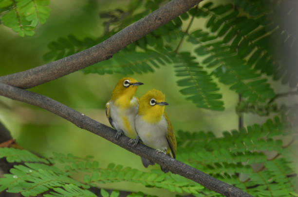 istock Oriental White-eye, Yellow lovely bird 927681990
