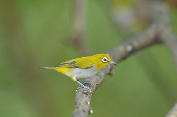 istock Oriental White-eye, Yellow lovely bird 927681992