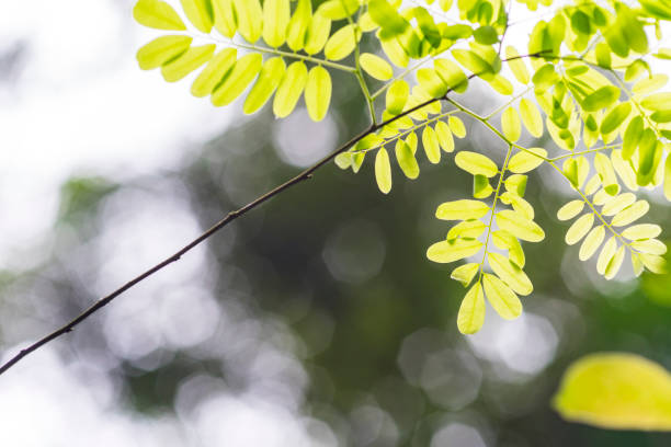 istock The leaves of spring 927682144