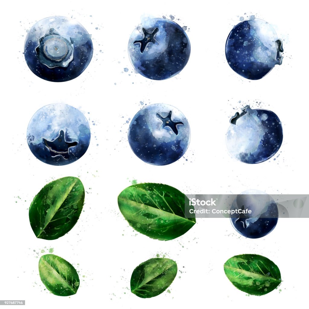 Blueberries on white background. Watercolor illustration Blueberries, isolated hand-painted illustration on a white background Blueberry stock illustration