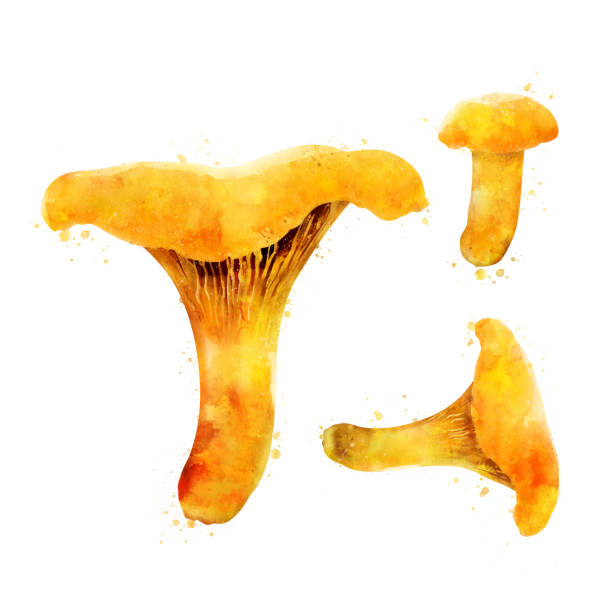 illustrations, cliparts, dessins animés et icônes de girolles sur fond blanc. illustration aquarelle - chanterelle