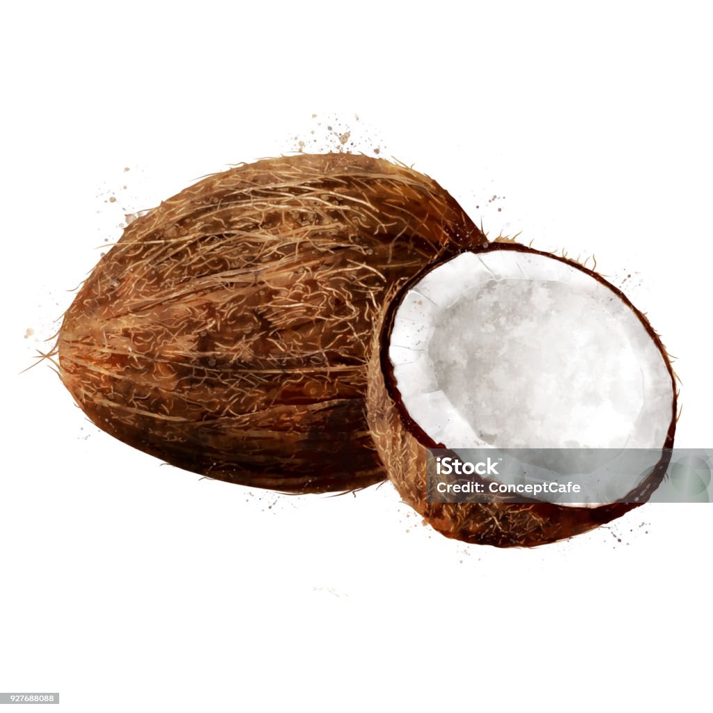 Coconut on white background. Watercolor illustration Coconut, isolated hand-painted illustration on a white background Coconut stock illustration