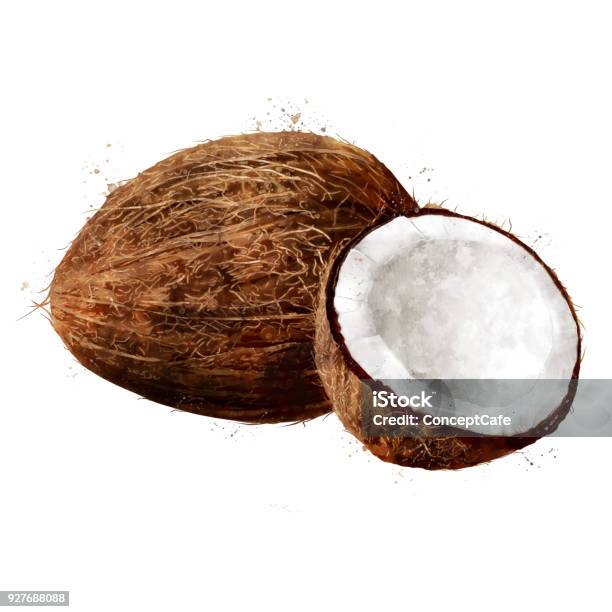 Coconut On White Background Watercolor Illustration Stock Illustration - Download Image Now