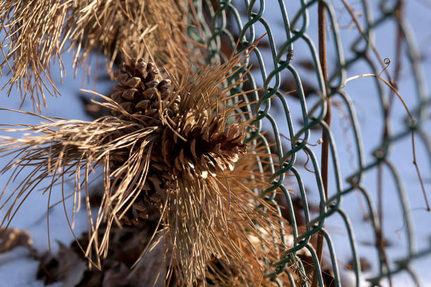 istock Pinus Ponderosa 927688358