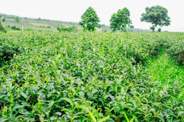 istock Green tea in rainy season. 927689220