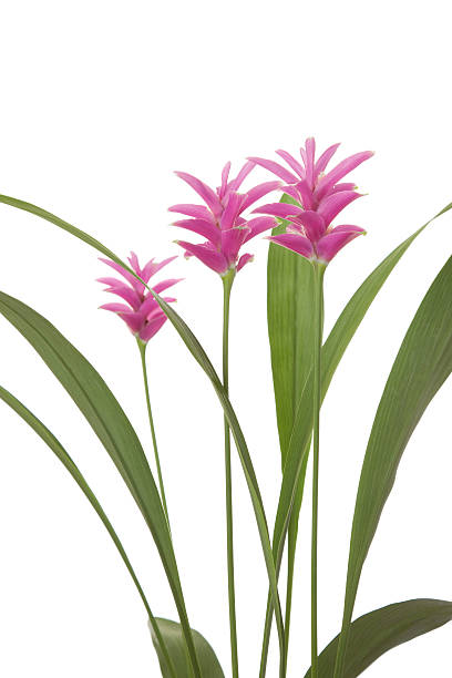 istock Crucuma Pink Pearl 92769344