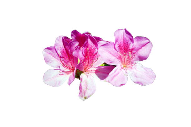 istock pink flower isolated on a white background 927693940