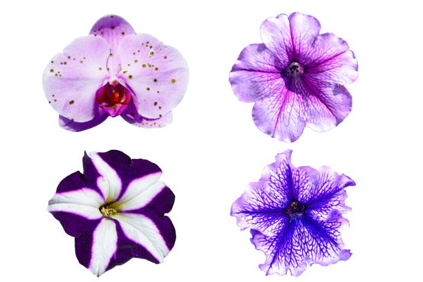 istock violet flower isolated on a white background 927693954