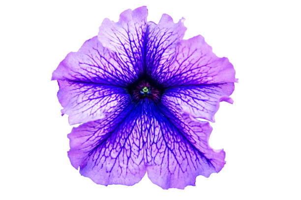 istock violet flower isolated on a white background 927693964