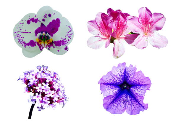 istock violet flower isolated on a white background 927693978