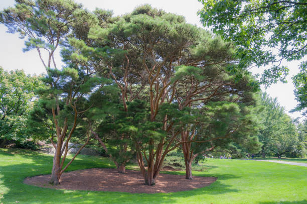 istock evergreen majestic trees in a park 927699744