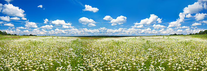 field of camomiles and blue cloudy sky