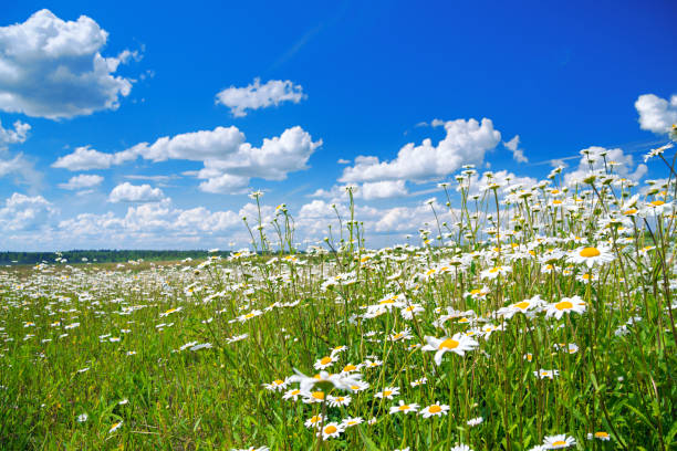 Spring Rural Landscape With A Flowering Flowers On Meadow Stock