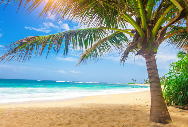 istock panoramic tropical beach with coconut palm 927709006