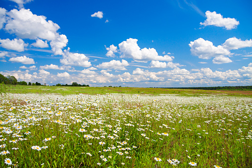 beautiful spring rural landscape with a flowering flowers on meadow and blue sky. wild flowers chamomiles blossoming on meadow. blooming white wildflowers camomiles