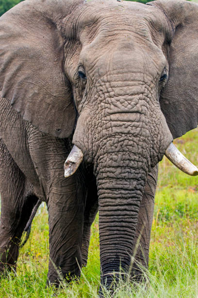 istock Elephant Standing  in Lush Green Bush and Grassland 927717408