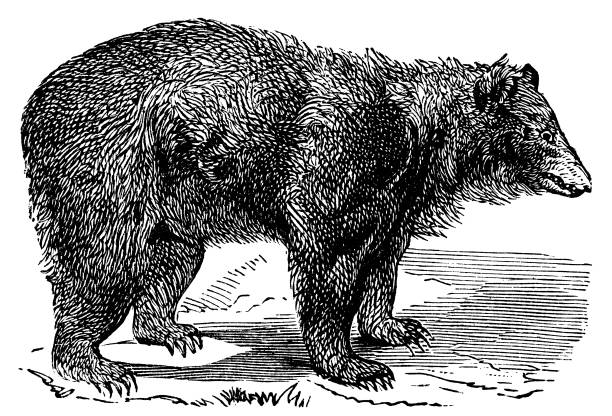 victorian engraving of a black bear.  Digitally restored from a late 19th Century encyclopedia.